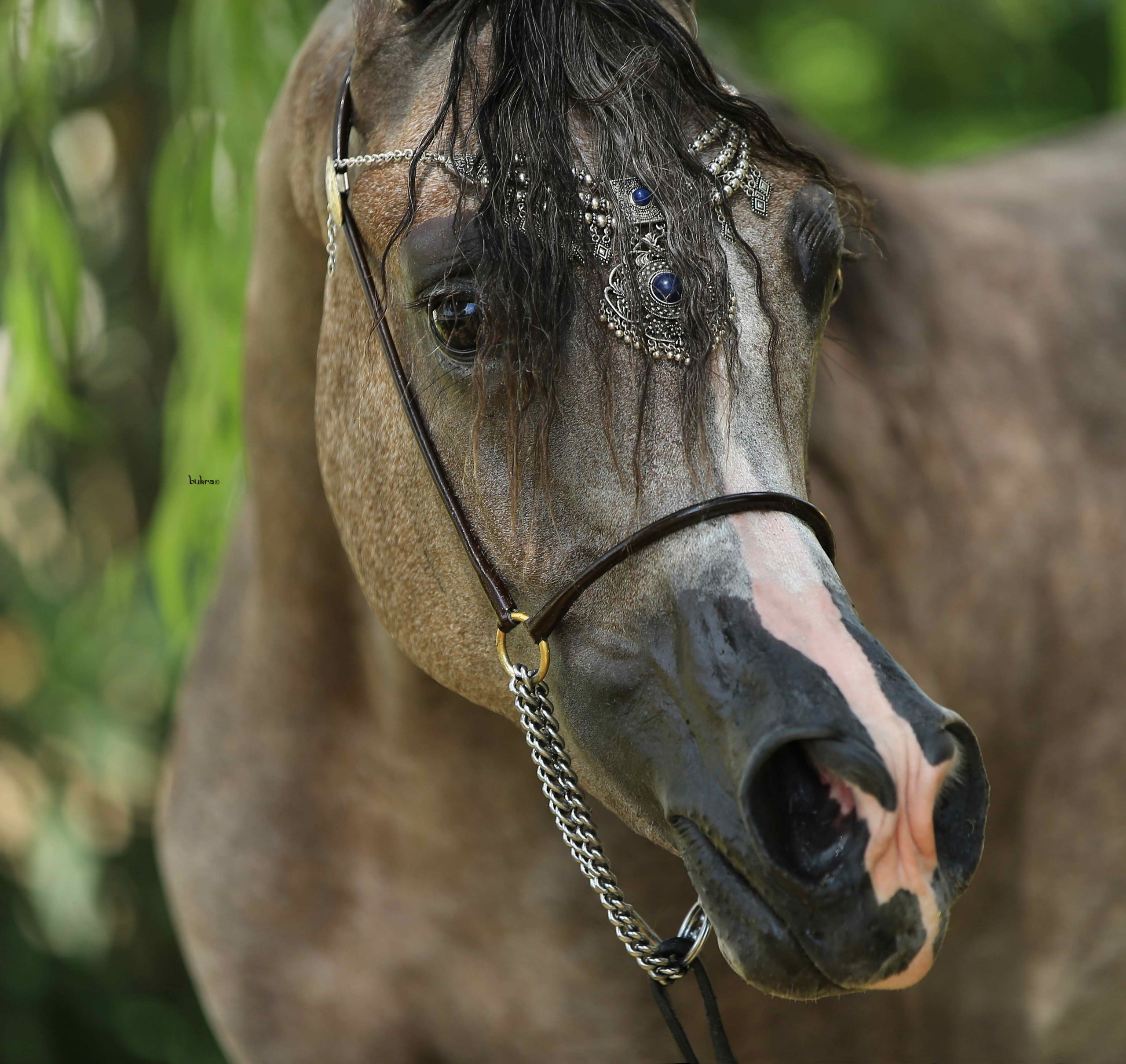 Le cheval Arabe n'a qu'une spécialité, celle de les avoir toutes" - Eugéne Gayot.